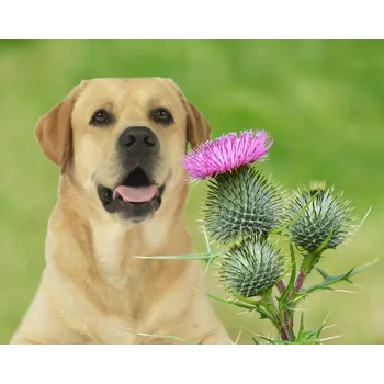 Rostlinný olej RAK-Brno Olej z ostropestřce Litráž: 1 ltr