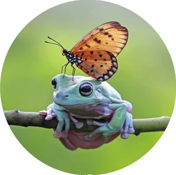 Fototapeta Fototapeta vliesová Žába 95 cm