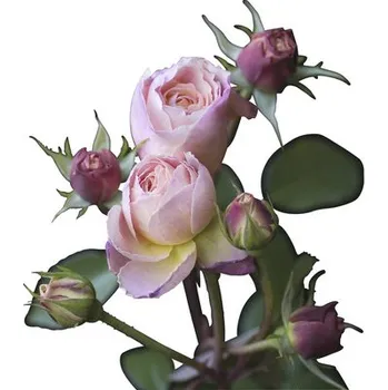 Fototapeta Fototapeta vliesová Růže 340x254 cm