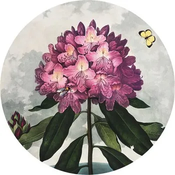 Fototapeta Fototapeta vliesová Rododendron 142,5 cm