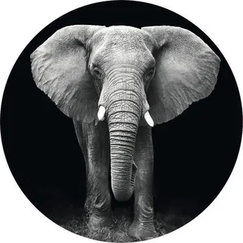 Fototapeta Fototapeta vliesová Slon čb 190 cm