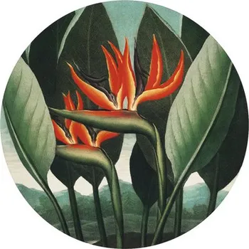 Fototapeta Fototapeta vliesová Strelitzia 95 cm