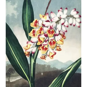 Fototapeta Fototapeta vliesová Zázvor 243x280 cm