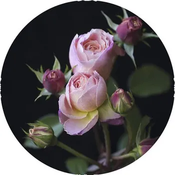 Fototapeta Fototapeta vliesová Růže 142,5cm