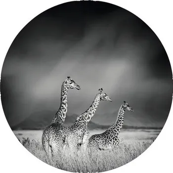 Fototapeta Fototapeta vliesová Žirafy čb 190 cm