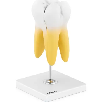 anatomický model Recenze Physa Model zubu stolička se dvěma kořeny