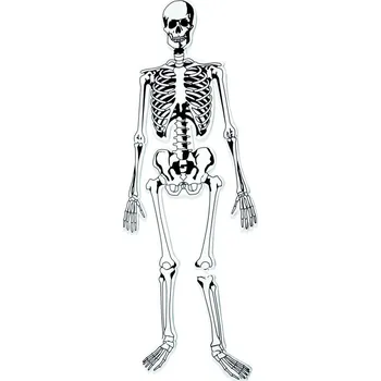 Learning Resources Pěnové puzzle kostra 15 dílků