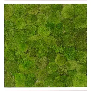 Obraz Mechový obraz - kopečkový mech 35x35cm