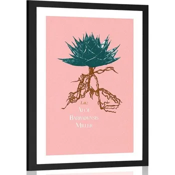 Plakát Dovido Plakát s paspartou a nápisem Aloe Barbadensis Miller