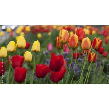 Skleněný obklad do kuchyně Tulipány 154786169