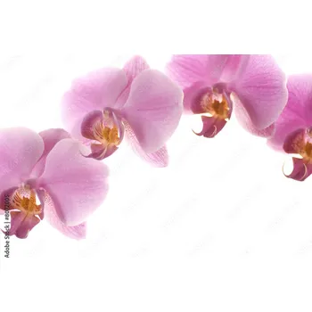 Obklad Skleněný obklad do kuchyně Růžová orchidej 8072005