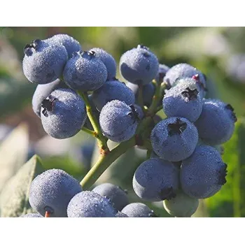 Sazenice Vaccinium cor. ´Bluegold´ 30–40, K2,5