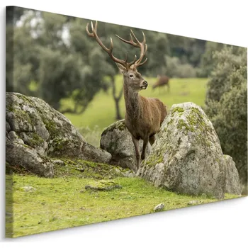MyBestHome BOX Plátno Jelen Mezi Skálami Varianta: 40x30