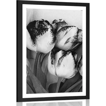 Plakát Dovido Plakát s paspartou jarní tulipány v černobílém provedení
