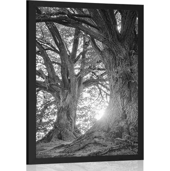 Plakát Dovido Plakát majestátní stromy v černobílém provedení