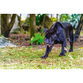 Fototapeta DIMEX | Vliesová fototapeta Panter na procházce MS-5-0600 | 375 x 250 cm| zelená, černá, hnědá + Vliesová fototapeta na stěnu DIMEX Panter na procházce MS50600 v rozměru 375 x 250 cm + lepidlo zdarma