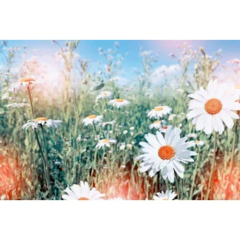 Fototapeta DIMEX | Vliesová fototapeta Sedmikrásky MS-5-1349 | 375 x 250 cm| zelená, modrá, bílá, oranžová + Vliesová fototapeta na stěnu DIMEX Sedmikrásky MS51349 v rozměru 375 x 250 cm + lepidlo zdarma