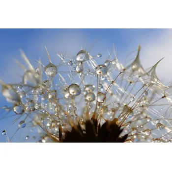 Fototapeta DIMEX | Vliesová fototapeta Kapky na pampelišce MS-5-1360 | 375 x 250 cm| modrá, krémová, hnědá + Vliesová fototapeta na stěnu DIMEX Kapky na pampelišce MS51360 v rozměru 375 x 250 cm + lepidlo zdarma