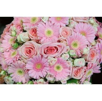 Fototapeta DIMEX | Vliesová fototapeta Gerbery MS-5-1336 | 375 x 250 cm| zelená, růžová + Vliesová fototapeta na stěnu DIMEX Gerbery MS51336 v rozměru 375 x 250 cm + lepidlo zdarma