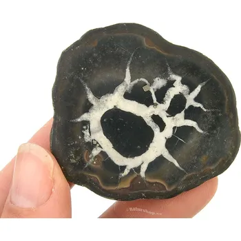 Sběratelství Zkamenělina septarie polovina (Maroko) 30g