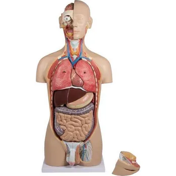 Lidské torzo - 27-dílný anatomický model s otevřenými zády