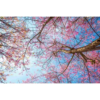 Fototapeta DIMEX | Vliesová fototapeta Rozkvetlá třešeň MS-5-1839 | 375 x 250 cm| modrá, hnědá, růžová + Vliesová fototapeta na stěnu DIMEX Rozkvetlá třešeň MS51839 v rozměru 375 x 250 cm + lepidlo zdarma