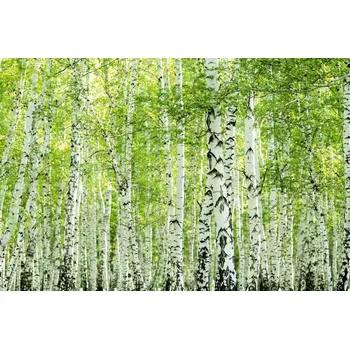 Fototapeta DIMEX | Vliesová fototapeta Jarní březový les MS-5-1853 | 375 x 250 cm| zelená, bílá, černá + Vliesová fototapeta na stěnu DIMEX Jarní březový les MS51853 v rozměru 375 x 250 cm + lepidlo zdarma