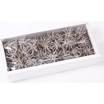 Zahradní dekorace SU Spidergum Claw Whitewashed 50ks (704358)