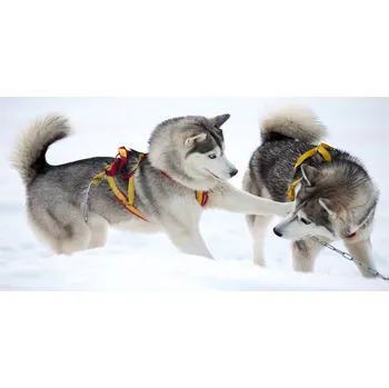 Obraz Foto obraz sklo tvrzené Hasky zima