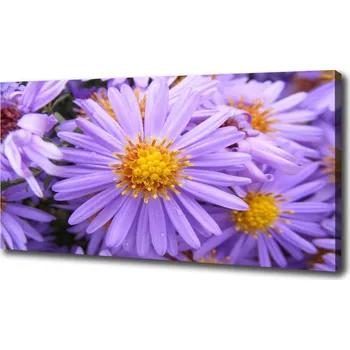 Obraz Moderní fotoobraz canvas na rámu Astry