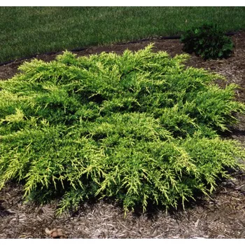 Sazenice Juniperus horízontalis 'Wiltonii' Kontejner 2 l, v. 20-30 cm