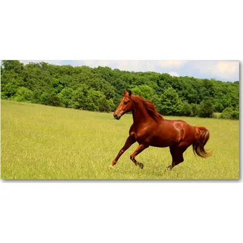 Obraz Fotoobraz skleněný na stěnu do obýváku Kůň na louce