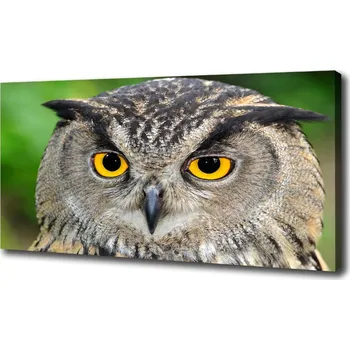 Obraz Foto obraz na plátně do obýváku Sova