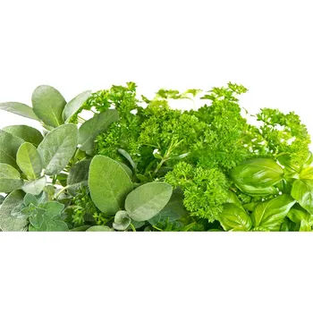 Obraz Foto obraz skleněný horizontální Byliny