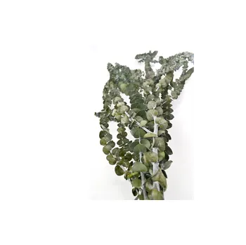 Baby blue – eukalyptus