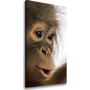 Obraz Vertikální Foto obraz na plátně Mladý orangutan