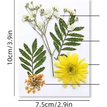 PourArt Sušené květiny SADA HAR-372 arch 100x75mm