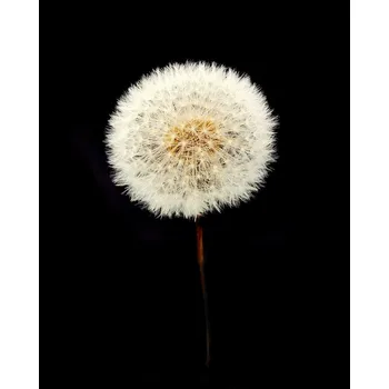 Stabilizovaná květina do pryskyřice – pampeliška