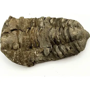 Magieprirody.cz Fosilie Trilobit Calymene Flexicalymene 95 mm #329