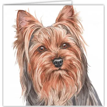 Přání v obálce Jorkšírský teriér, WD 16,5 x 16,5 cm (Blahopřání s obálkou s pejskem, psi, pes)