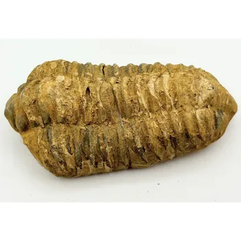 Magieprirody.cz Fosilie Trilobit Calymene Flexicalymene 85 mm #344