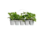 Jahodník Honeoye raná odrůda 10 ks