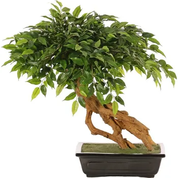 umělá květina Umělý Bonsai Ficus deluxe v květináči, 58cm