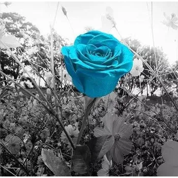 Diamantové malování Diamantové malování - Tyrkysový květ - č. 691 75x75 cm