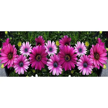 Diamantové malování Diamantové malování - Květiny - č. 57 110 x 50 cm