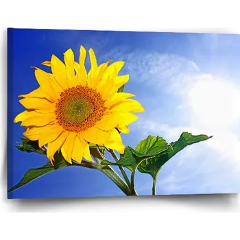 Obraz Sablio Obraz Slunečnice 2 - 60x40 cm