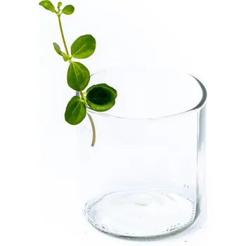 Gardners Peperomia rotundifolia - řízek k zakořenění Peperomie, Pepřinec