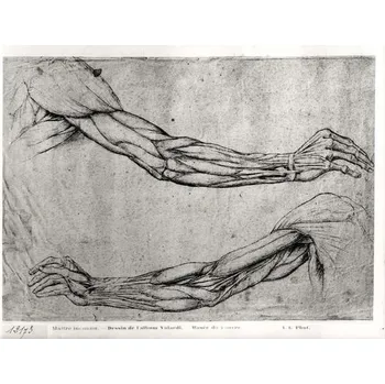 Plakát Plakát, Obraz - Study of Arms, Leonardo da (attr.to) Vinci