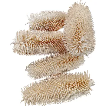 Sušený Dipsacus bodlák loose, 500 g, bělený