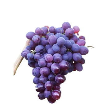 Sazenice Stolní sazenice růžové - LIDI